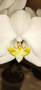 The orchid is a beautiful slender-stalked plant topped with exquisite flowers, belonging to the orchid family. Royalty Free Stock Photo