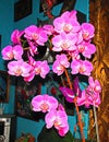 Orchid - beauty, perfection, splendor and luxury, sophisticated beauty, love, tenderness, intimacy; `You are beautiful beautiful