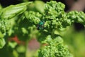 Orchid bee on basil Royalty Free Stock Photo