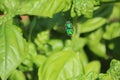 Orchid bee basil plant Royalty Free Stock Photo
