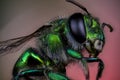 Orchid bee macro