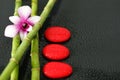 An orchid bicolor posed on bamboo with red pebbles laid in lifestyle zen on black background with drop of water