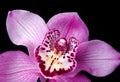 Orchid on a black background