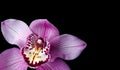 Orchid on a black background