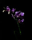Orchid black backround