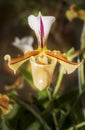 Orchid Royalty Free Stock Photo