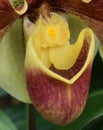 Orchid bloom column, lip, labellum