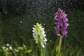 Orchid bloom in the pouring rain like snowing. Blossom and water drops like snow. Purple and white petals blooming flowerr Royalty Free Stock Photo