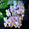 Orchid blooms Royalty Free Stock Photo