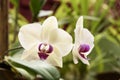 Orchid blooms