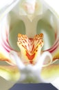 Orchid blossom