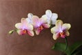 Orchid blossom