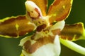 Orchid blossom