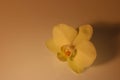 Orchid blossom isolated on background