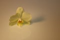 Orchid blossom isolated on white background