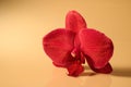 Orchid blossom isolated on white background