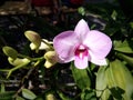 Orchid blossom