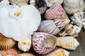 Orchid blossom and seashell background