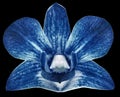 Orchid blue flower, black isolated background with clipping path. Closeup. no shadows. for design. Royalty Free Stock Photo