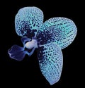 Orchid blue-turquoise flower. isolated on black background with clipping path. Closeup. Motley spotty flower.