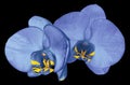 Orchid blue-violet flower isolated on black background with clipping path. Closeup. Purple phalaenopsis flower with orange-v