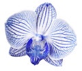 Orchid blue-white flower. isolated on white background with clipping path. Closeup. Motley brindle big flower. Royalty Free Stock Photo