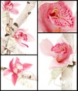 Orchid bouquet collage