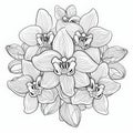 Mandala Orchid Coloring Page For Adults