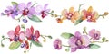 Orchid bouquets floral botanical flowers. Watercolor background illustration set. Isolated orchid illustration element. Royalty Free Stock Photo