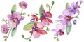 Orchid bouquets floral botanical flowers. Watercolor background illustration set. Isolated orchid illustration element. Royalty Free Stock Photo