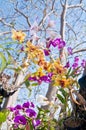 Orchid bouquets under the big tree Royalty Free Stock Photo