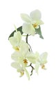 Orchid branch with colourful and fragrant blooms, isolated on a white background Royalty Free Stock Photo