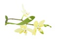 Orchid branch with colourful and fragrant blooms, isolated on a white background Royalty Free Stock Photo