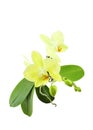 Orchid branch with colourful and fragrant blooms, isolated on a white background. Royalty Free Stock Photo