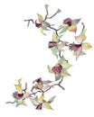 Orchid branch isolated