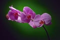 Orchid branch Royalty Free Stock Photo