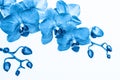 Orchid branche in blue color on white background with copy space