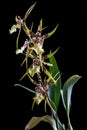 Orchid Brassia isolated on black background Royalty Free Stock Photo