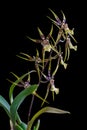 Orchid Brassia isolated on black background Royalty Free Stock Photo