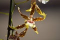 Orchid Brassia Tessa Yellow And Brown Photograph Of A Single Flower. Nature Orchid Botanica Biology Phytology Flowers Plants