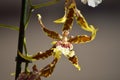 Orchid Brassia Tessa Yellow And Brown Photograph Of A Single Flower. Nature Orchid Botanica Biology Phytology Flowers Plants. Royalty Free Stock Photo