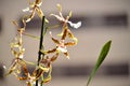 Orchid Brassia Tessa Yellow And Brown Photograph Of Various Flowers On A Stick. Nature Orchid Botanica Biology Phytology Flowers P Royalty Free Stock Photo