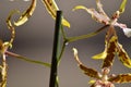 Orchid Brassia Tessa Yellow And Brown Photograph Of A Wisdom Drop Coming Out Of Her Rod. Nature Orchid Botanica Biology Phytology