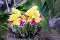 Orchid Brassolaeliocattleya Hwa Yuan Grace Royalty Free Stock Photo