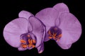 Orchid bright violet flower isolated on black background with clipping path. Closeup. Purple phalaenopsis flower with orange Royalty Free Stock Photo