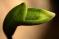 Orchid Bud - Paphiopedilum insigne