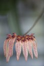 Orchid - Bulbophyllum longiflorum Royalty Free Stock Photo