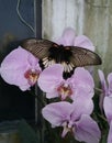 Purple orchid and butterfly. Royalty Free Stock Photo