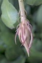 Orchid cactus flower bud with furled petals in pearly pink color