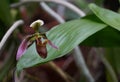 Orchid called in Latin Paphiopedilum amabile, called as well Venus slipper.